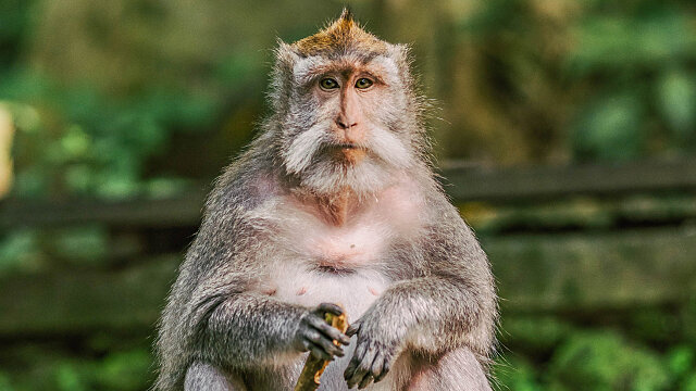 monkey thailand