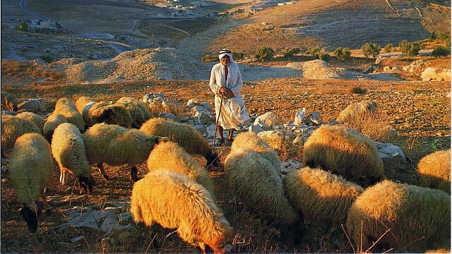 shepherds field