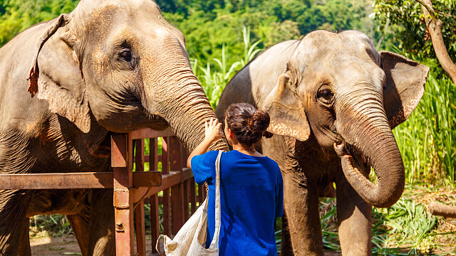 thailand elephants