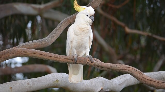 cockatoos australia