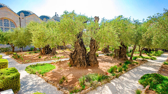 garden of gethsemane 1