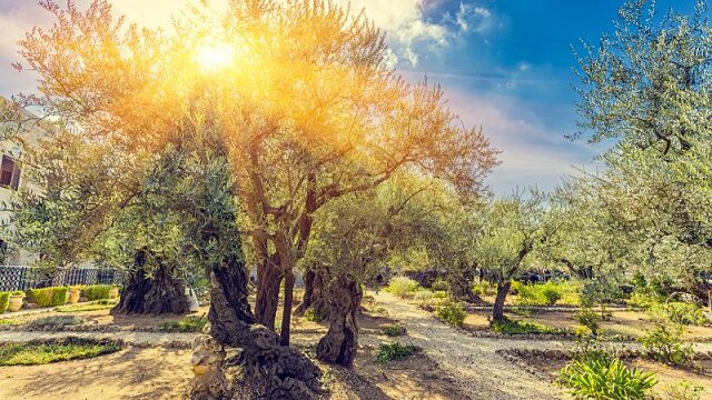 garden of gethsemane 2