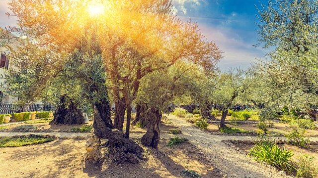 garden of gethsemane 2