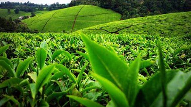 kiambethu tea farm