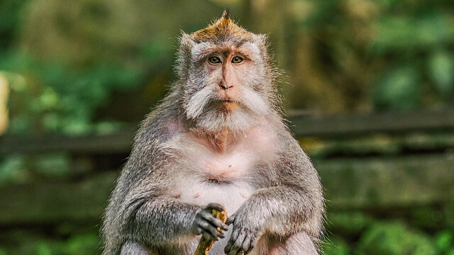 monkey thailand