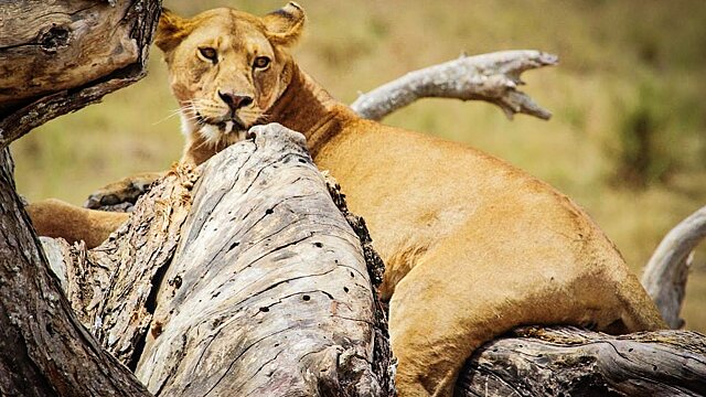 serengeti national park lion