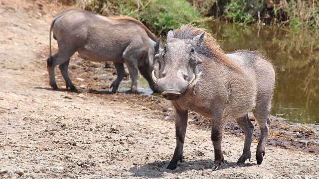 serengeti national park warthog