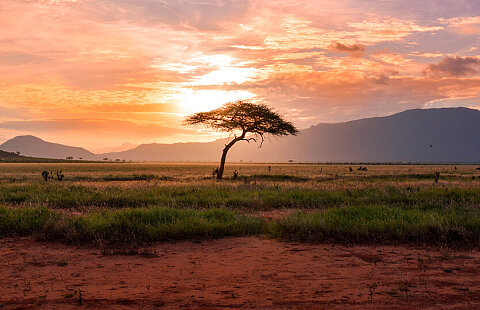 Tanzania Safari | Jan. 6, 2025