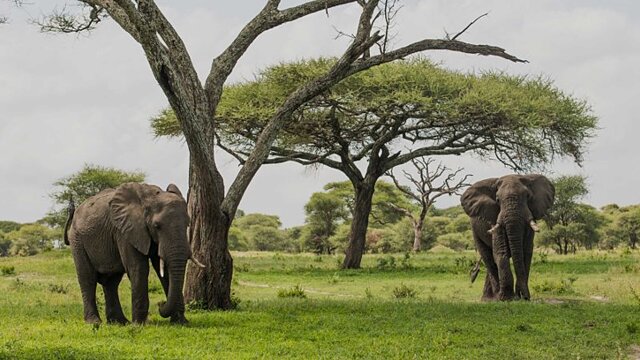 tarangire national park elephants