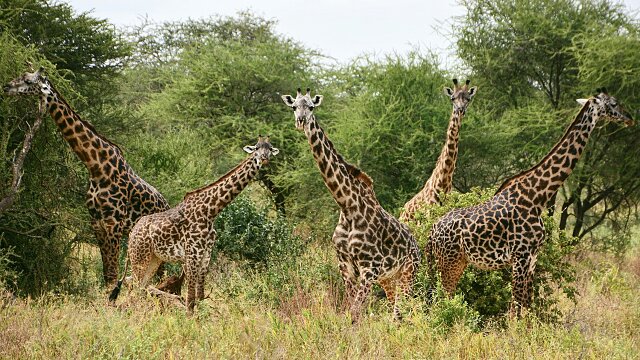 tarangire national park giraffes