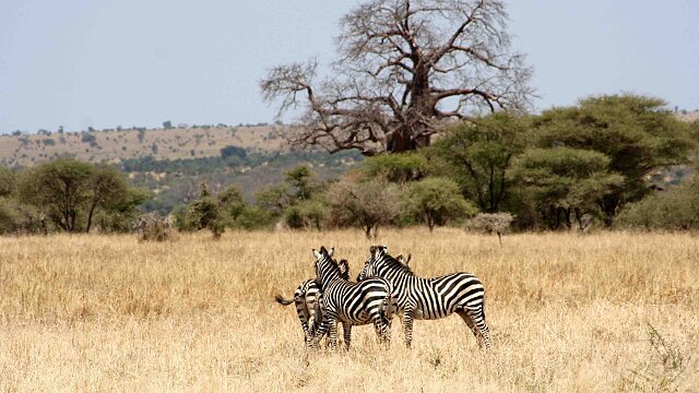 tarangire national park zebras